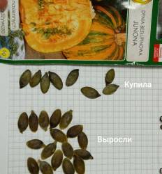 Юнона сравнение семян
