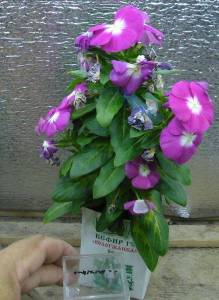 10-7.thumb.JPG.10ac5dd72abcf7a68c53da7ee7cfaad1.JPG