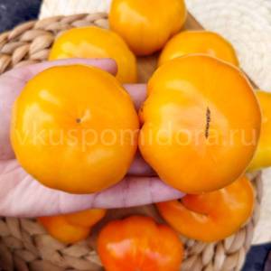 1093776438_tomat-gnom-nimu-variegatnyj(16)-900x900.thumb.jpg.361ce643100a18228caad5de3e022d1c.jpg