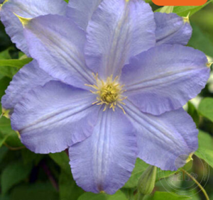 клематис Вистула.png