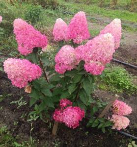 IMG-20251010-WA0014 (1).jpg