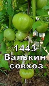 1443.jpg