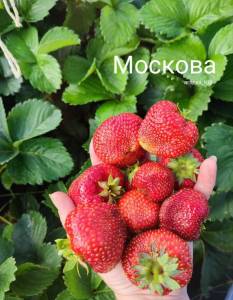 1497623806_moscova4.thumb.jpg.c36429cc61e46341aa36fddbcf50cd23.jpg