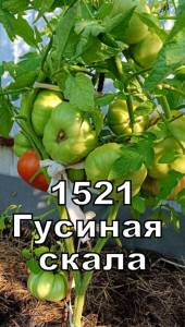 1521.jpg