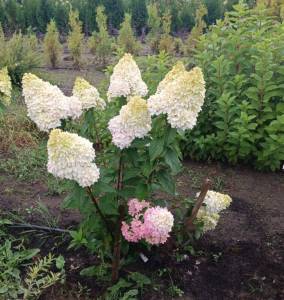 IMG-20251010-WA0003 (2).jpg