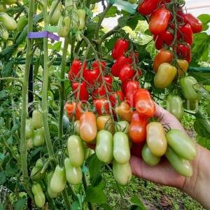 1778202597_tomat-flaschentomaten(6)-900x900.thumb.jpg.f2908fed8f005eb948b23e5bd67f05c4.jpg