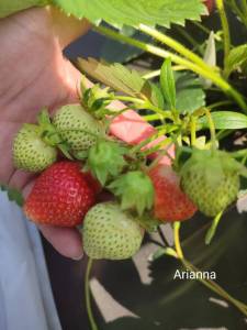 1889910279_Arianna1.thumb.jpg.14edea1d60af354cdbcf5a363e3aa67a.jpg