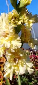 2.thumb.jpeg.3f04bc26ff37ec717faa462be184fcd8.jpeg
