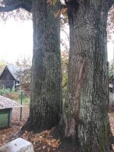 20251013_094528.thumb.jpg.85eacd6069e2b647e3a3bab580b87e3d.jpg