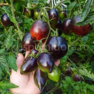 2048691637_tomat-gnom-shef-povar-pol-bokyuz(2)-900x900.thumb.jpg.d19d79d0bbcb1514c8e9aacc235a8ef7.jpg