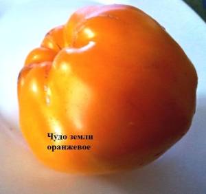 2064244466_.thumb.jpg.9862cfb271397e3e2b5a804372577fc0.jpg