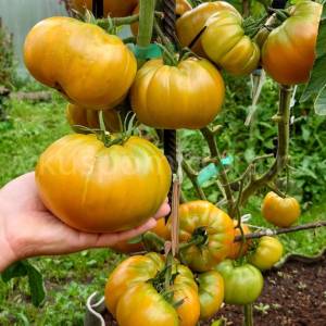 275217305_tomat-gnom-korolevskij-galstuk-dina(1)-900x900.thumb.jpg.249c14d7c13377d2b8cac7b56aa04041.jpg