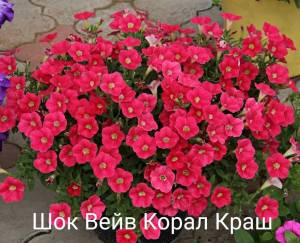 2F8MLcabL6rIKMuBoIATd17Tuw0GQ9J3p1cFcBIEW34THVYoWMDrAOVq2Gx3YOmIuQA8jShS5JIYzZyJ3J5KepL3.jpg