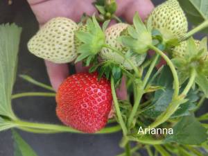 316242879_Arianna3.thumb.jpg.3dc32b2b171a8d9489cc1b28b7f548a2.jpg