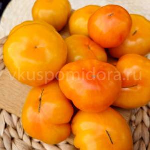 393705854_tomat-gnom-nimu-variegatnyj(15)-900x900.thumb.jpg.87be168e5a281cddf863eabd1b5dd8b9.jpg