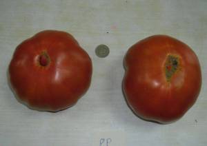 5.thumb.JPG.3e5567514fe0d00bd30ad0f7def229ba.JPG