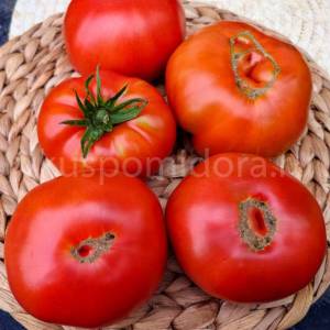 56310756_tomat-gnom-vilpena(5)-900x900.thumb.jpg.b4fed6bd24086815996294f322cb1217.jpg