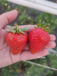 572679667_antea1.thumb.jpg.c46d2177c7c4cb6d7aed2e905b28d51a.jpg