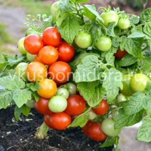 73880612_tomat-karlikovyj-minibel(4)-900x900.thumb.jpg.07771ab8f89577ae978864e55822dbad.jpg
