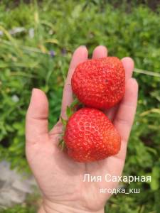 762373223_lia3.thumb.jpg.3c9c009a9e0f5105cc854f1877afa05f.jpg