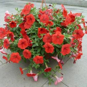 92 Petunia Opera Red (Takii)1 mini-600x600.jpg