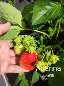 Arianna.thumb.jpg.a05f6dd3b07f7d6cdf2121c2eafc1bba.jpg