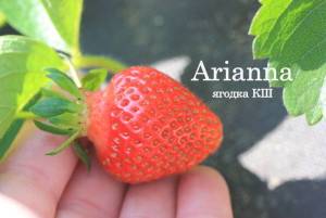 Arianna111.thumb.jpg.899df47cc36ff9a0ed77b011dff89d69.jpg