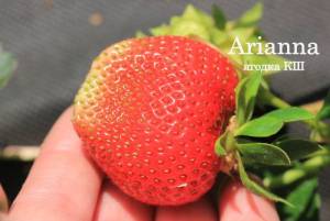 Arianna121.thumb.jpg.af6b95f067c15f32d1c7ff74062641f7.jpg