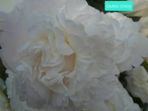 DSC03037.JPG