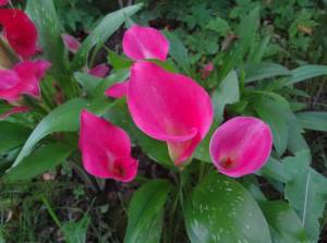 DSC03615.JPG
