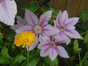 DSC09787.JPG