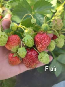 Flair1.thumb.jpg.695aef331f6d21d176df006c4354cb14.jpg