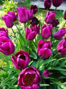 IMG-20250519-WA0004.thumb.jpg.b7d02b54809d393672119845fa71f6f8.jpg