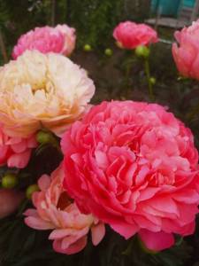 IMG-20250607-WA0011.thumb.jpg.c6c7612274dc9780e0f5ac5d8dac53aa.jpg