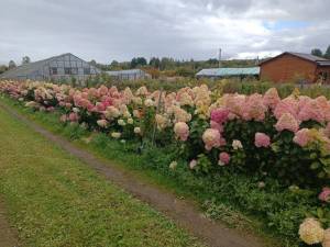 IMG-20250920-WA0036.jpg