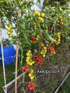 IMG-20251001-WA0013.thumb.jpg.bd79bdb4e5251ac708e2e646946336ff.jpg