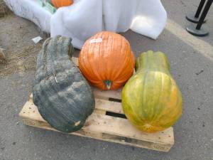 IMG-20251005-WA0017.jpg