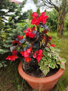 IMG-20251007-WA0015.thumb.jpg.f5cf1a03f87dc9280cf8f88e239757f5.jpg