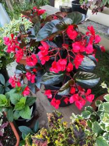 IMG-20251007-WA0018.thumb.jpg.d184fd34cdbff0781ef38b863e0b8c5b.jpg