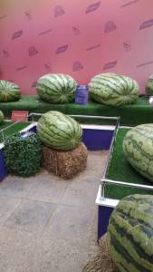 IMG-20251007-WA0026.jpeg