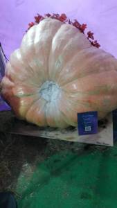 IMG-20251007-WA0032.jpeg