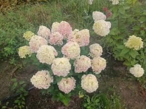 IMG-20251013-WA0021.jpg