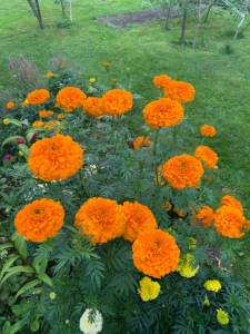 IMG_0369.jpeg
