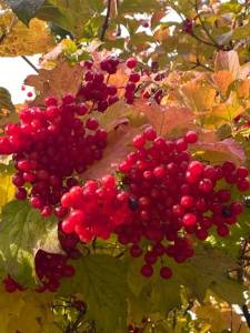 IMG_0710.jpeg