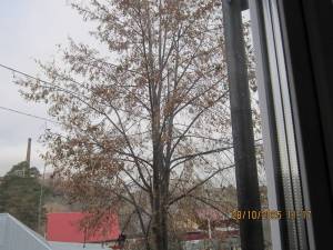 IMG_1055.thumb.JPG.43a52f3137026bceca5e5105803cf736.JPG