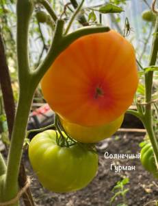 IMG_1494.jpeg