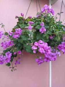 IMG_20220608_194025.jpg