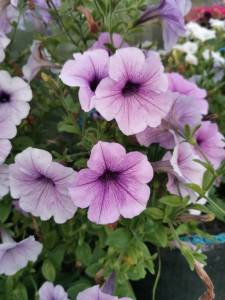 IMG_20220814_201533_1.jpg