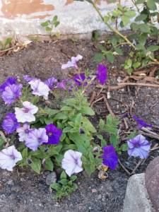 IMG_20250622_190613.jpg