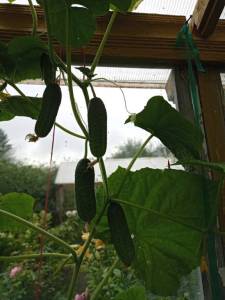 IMG_20250722_131044.jpg